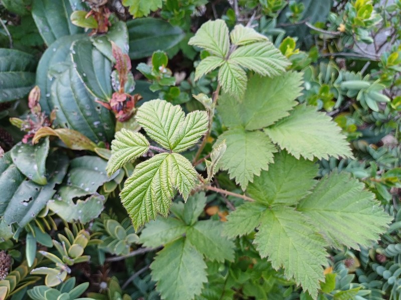 Rubus questieri photo 2