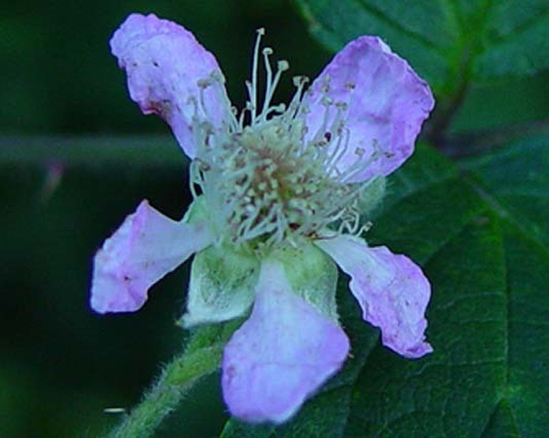 Rubus questieri photo 3