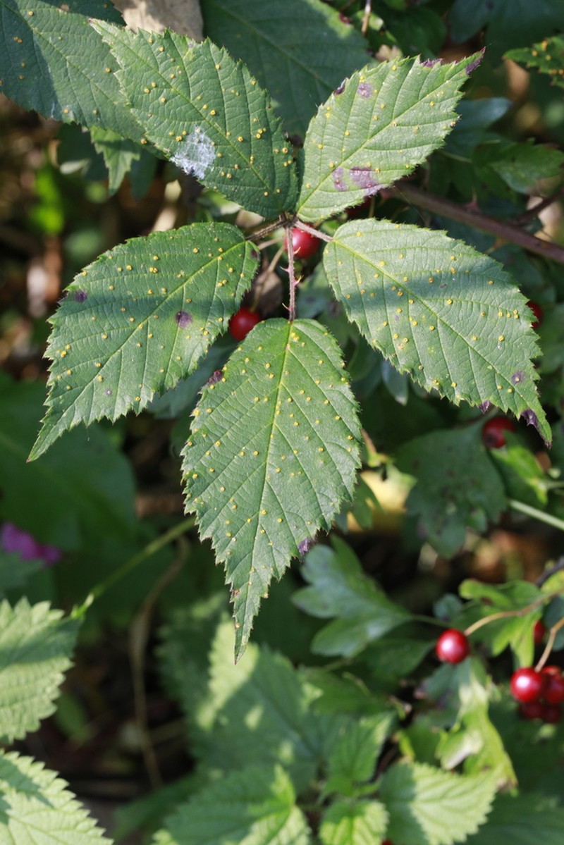 Rubus questieri photo 4