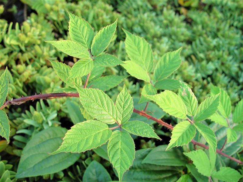 Rubus questieri photo 5