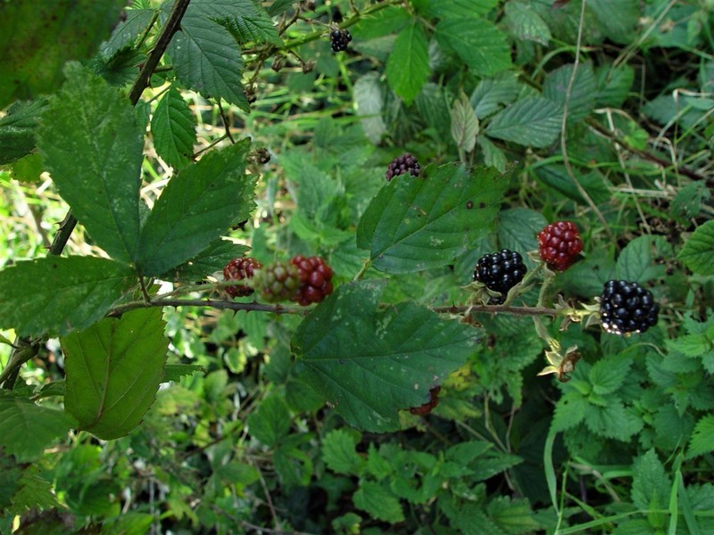 Rubus questieri photo 6