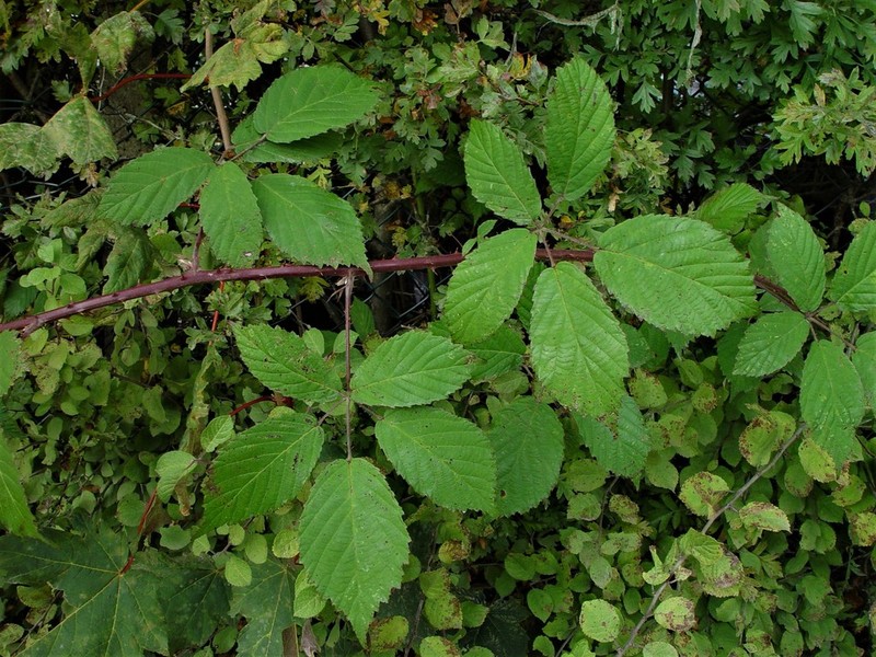 Rubus questieri photo 7