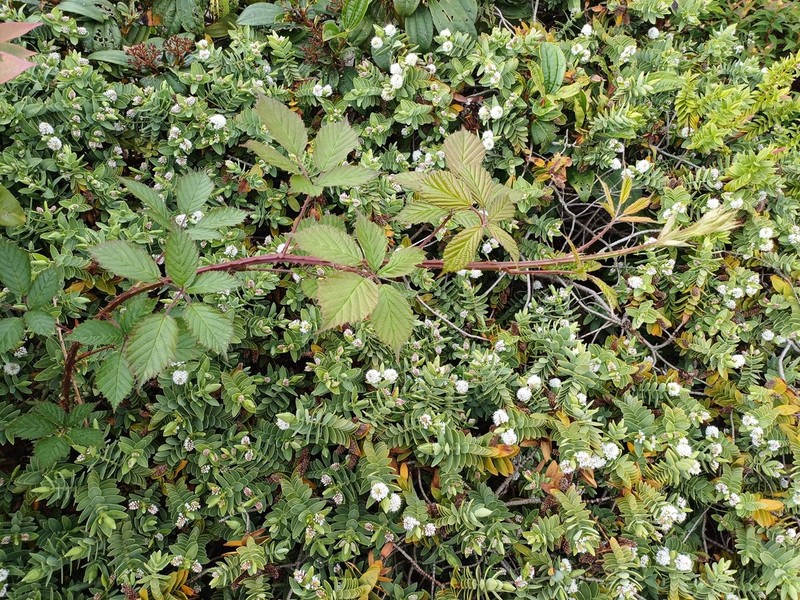 Rubus questieri photo 8