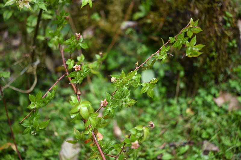 Rubus quinquefoliolatus