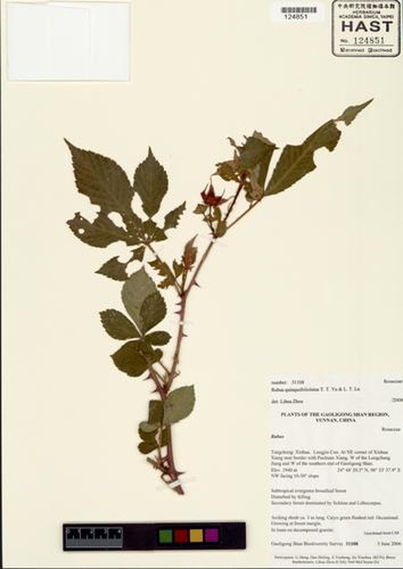 Rubus quinquefoliolatus photo 4