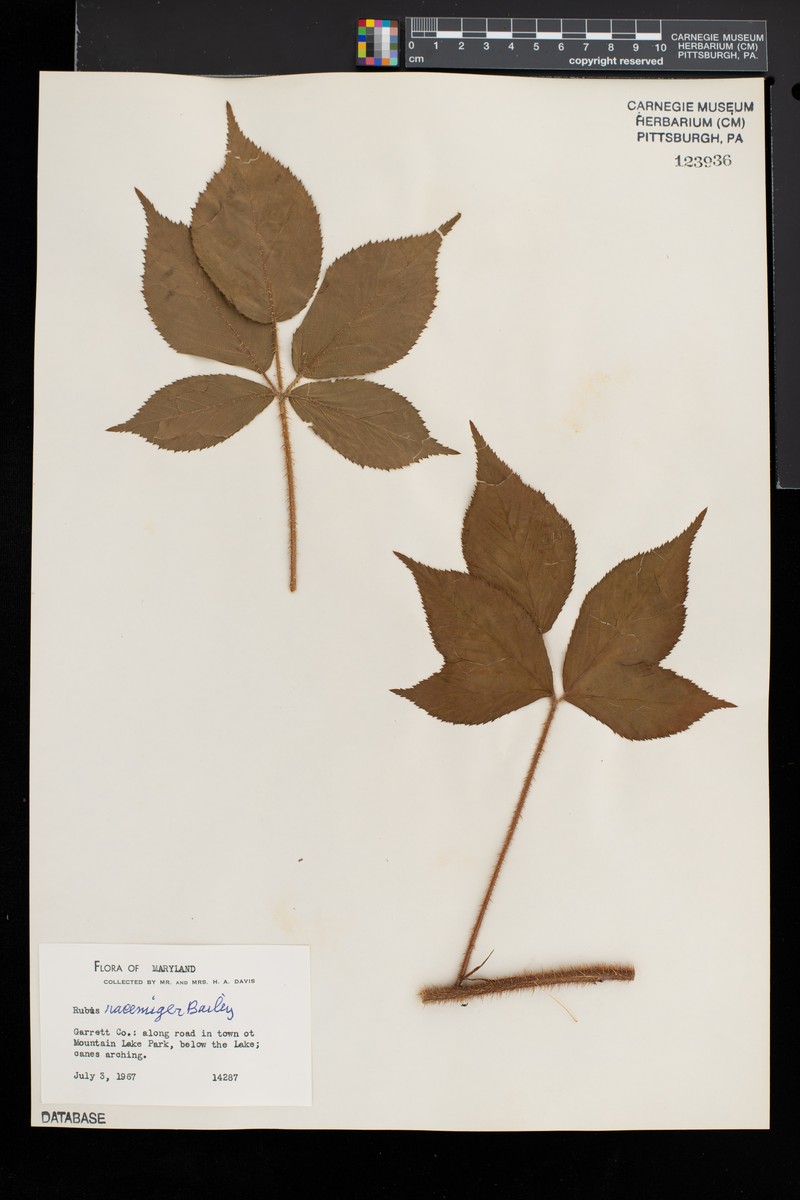 Racemed Dewberry