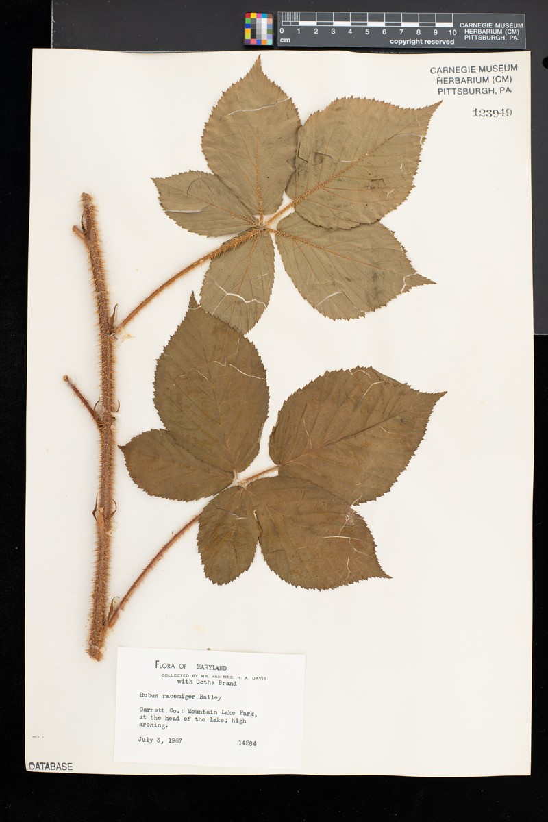 Racemed Dewberry photo 2