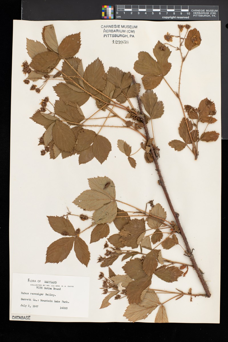 Racemed Dewberry photo 3