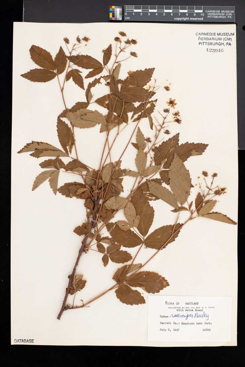 Racemed Dewberry photo 8