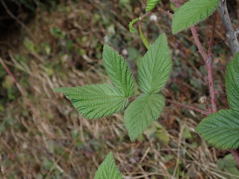 Rubus racemosus