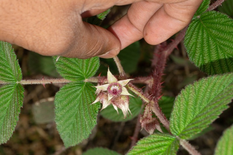 Rubus racemosus photo 3