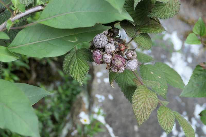 Rubus racemosus photo 4
