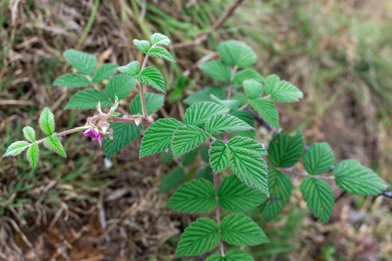 Rubus racemosus photo 5