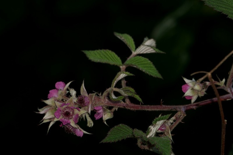 Rubus racemosus photo 6