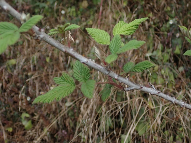 Rubus racemosus photo 7