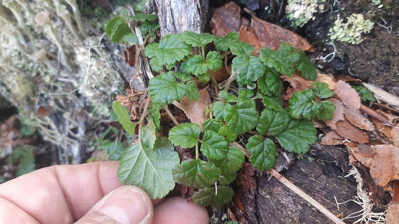 Rubus radicans