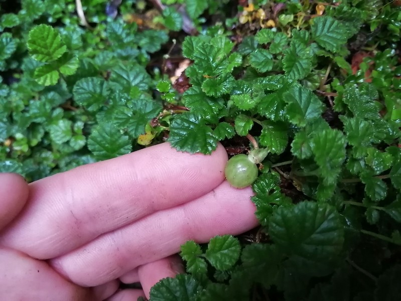 Rubus radicans photo 2
