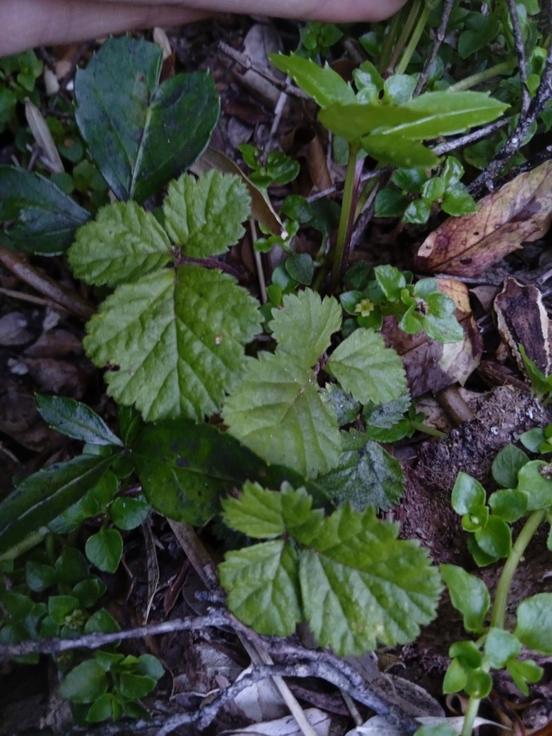 Rubus radicans photo 3