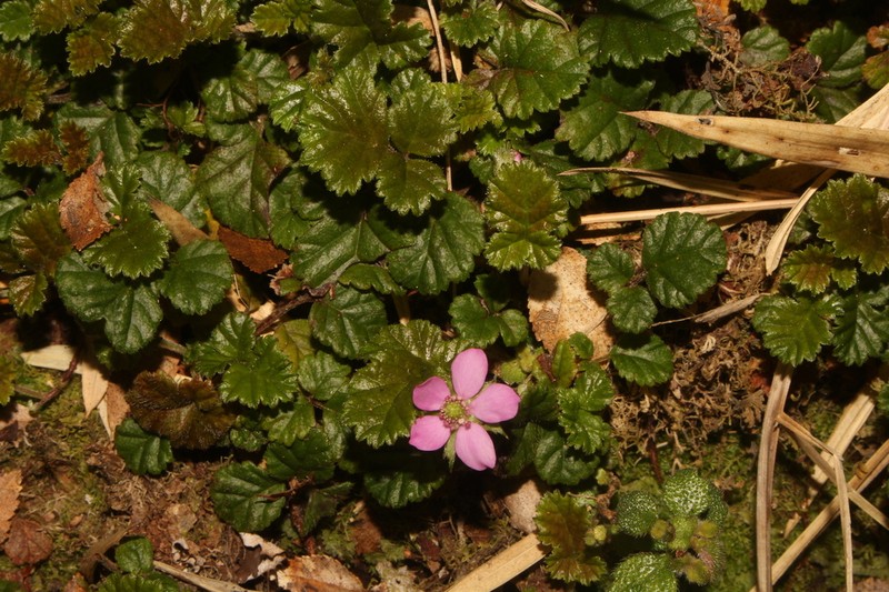 Rubus radicans photo 4