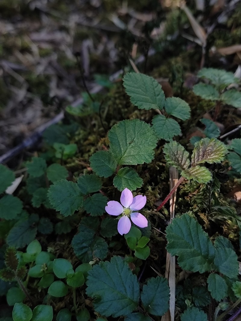 Rubus radicans photo 5