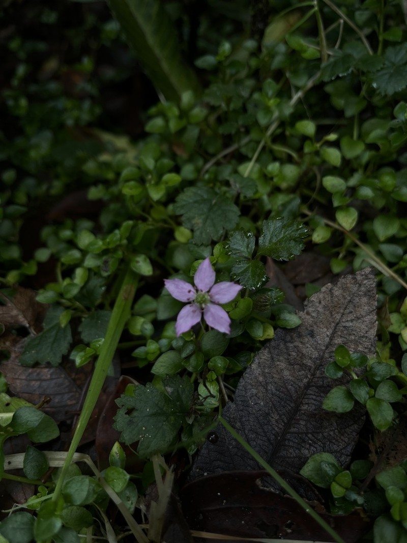 Rubus radicans photo 6