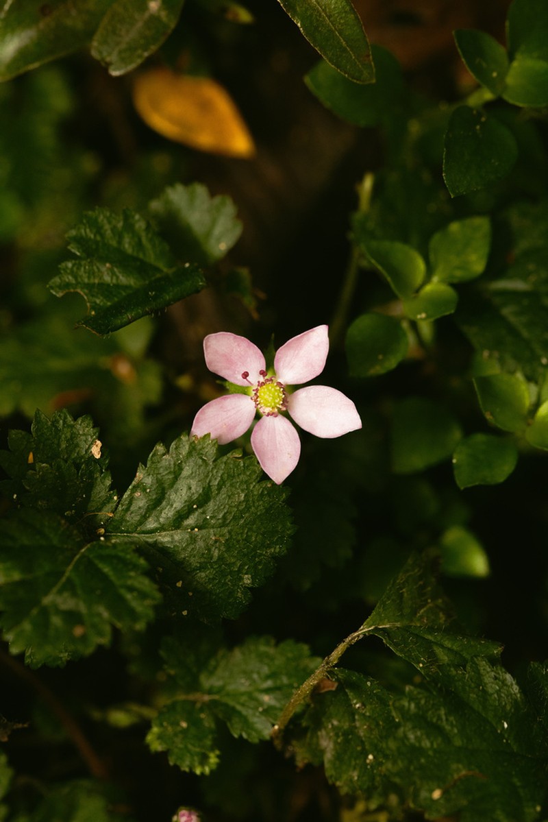 Rubus radicans photo 7