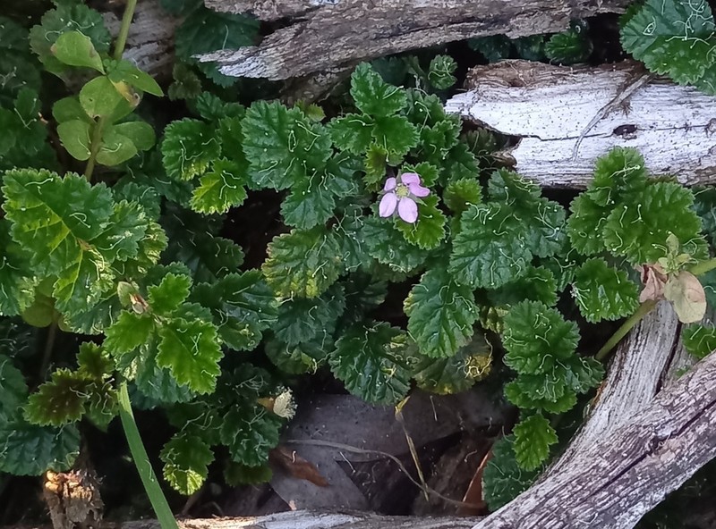 Rubus radicans photo 8