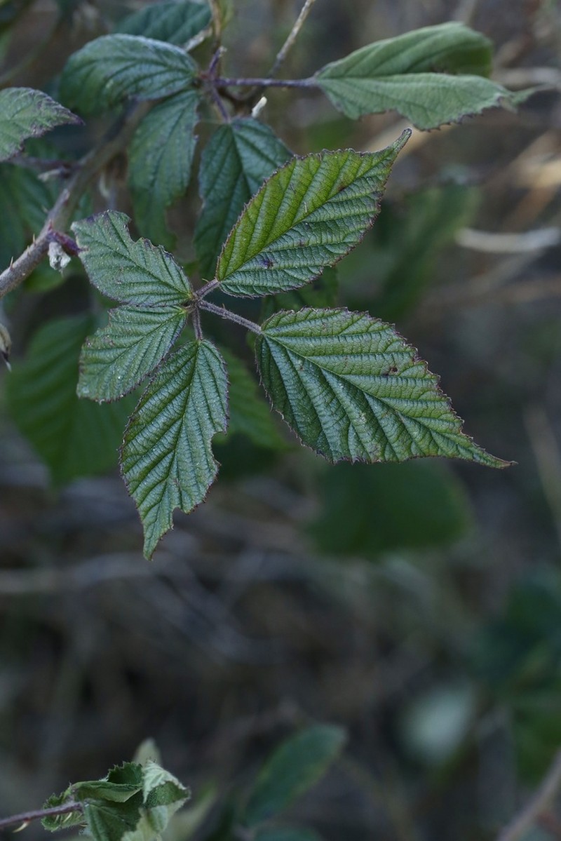 Rubus radula