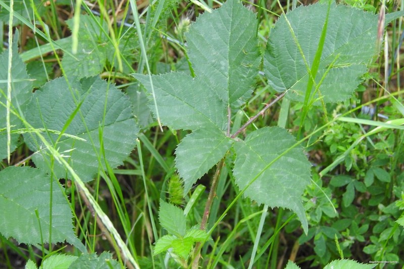 Rubus radula photo 3