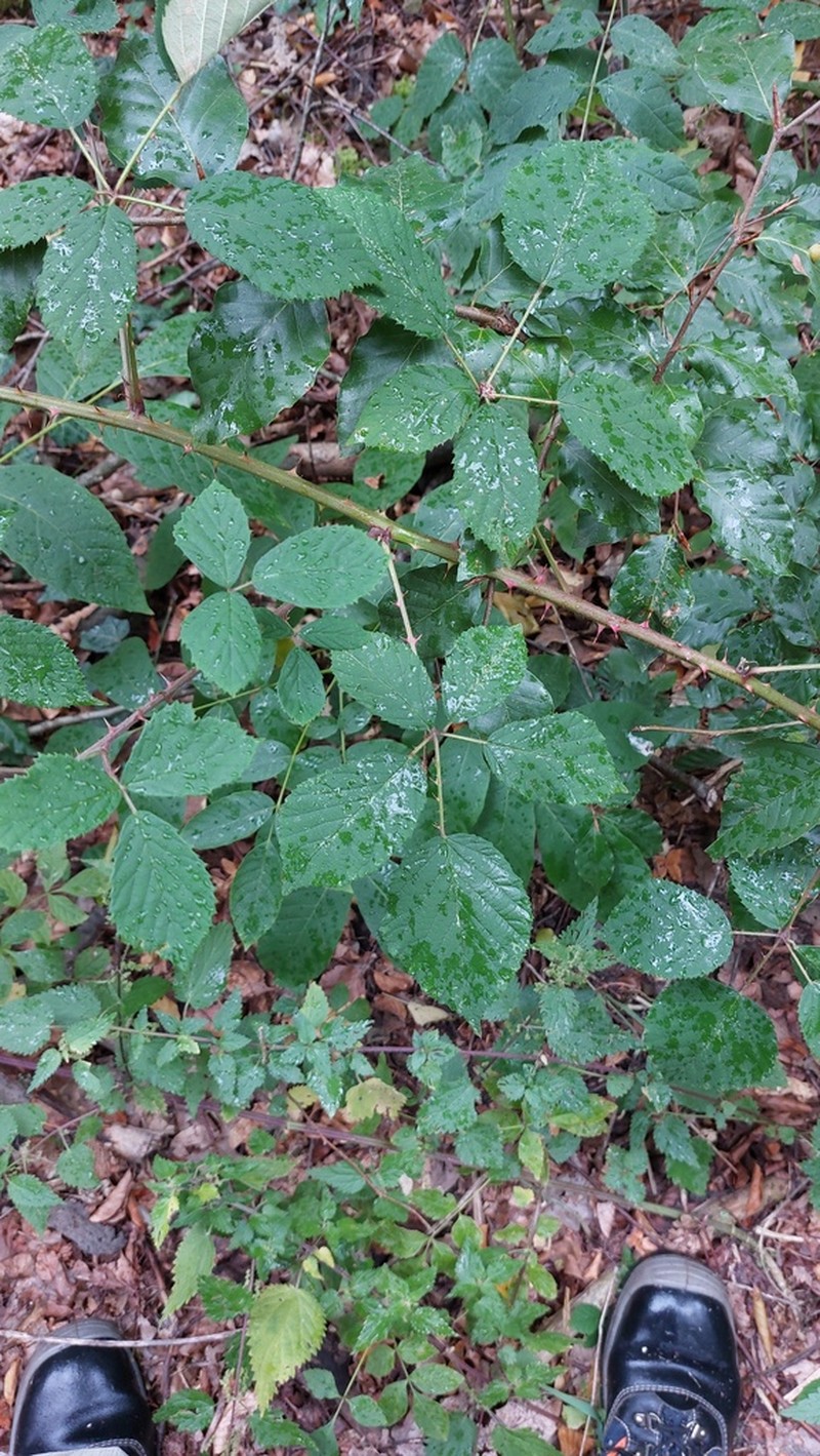 Rubus radula photo 4