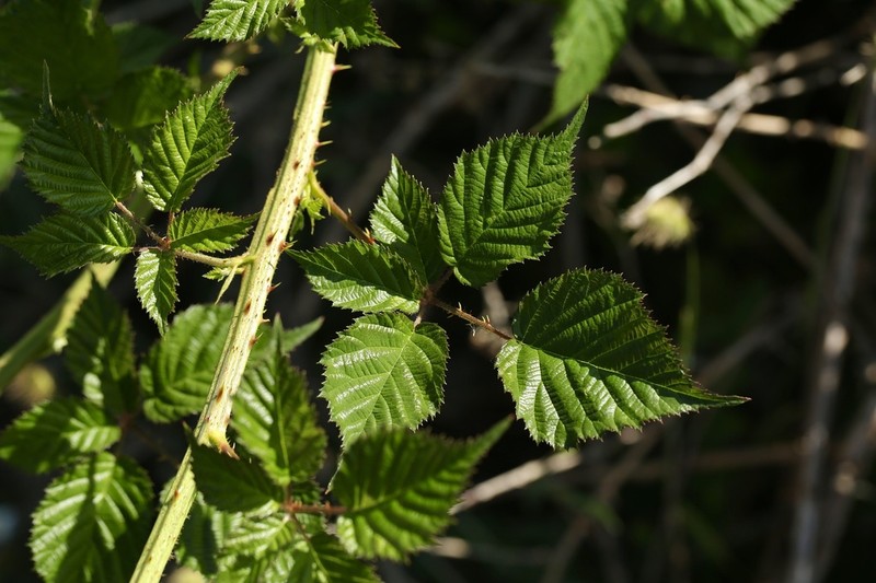 Rubus radula photo 5