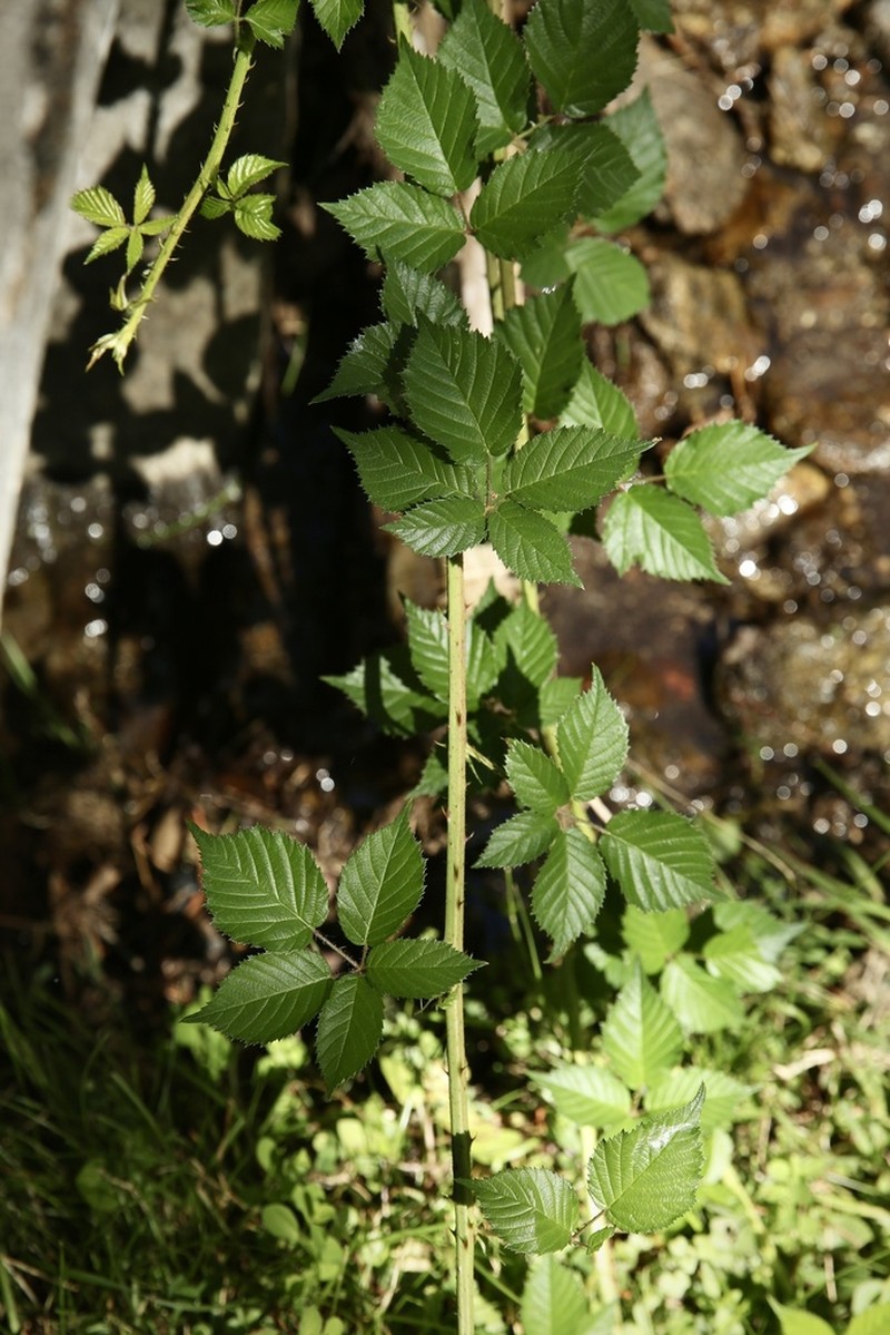 Rubus radula photo 6