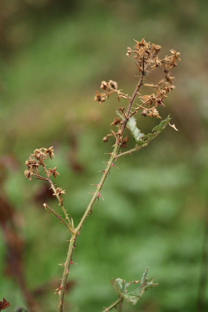Rubus radula photo 7