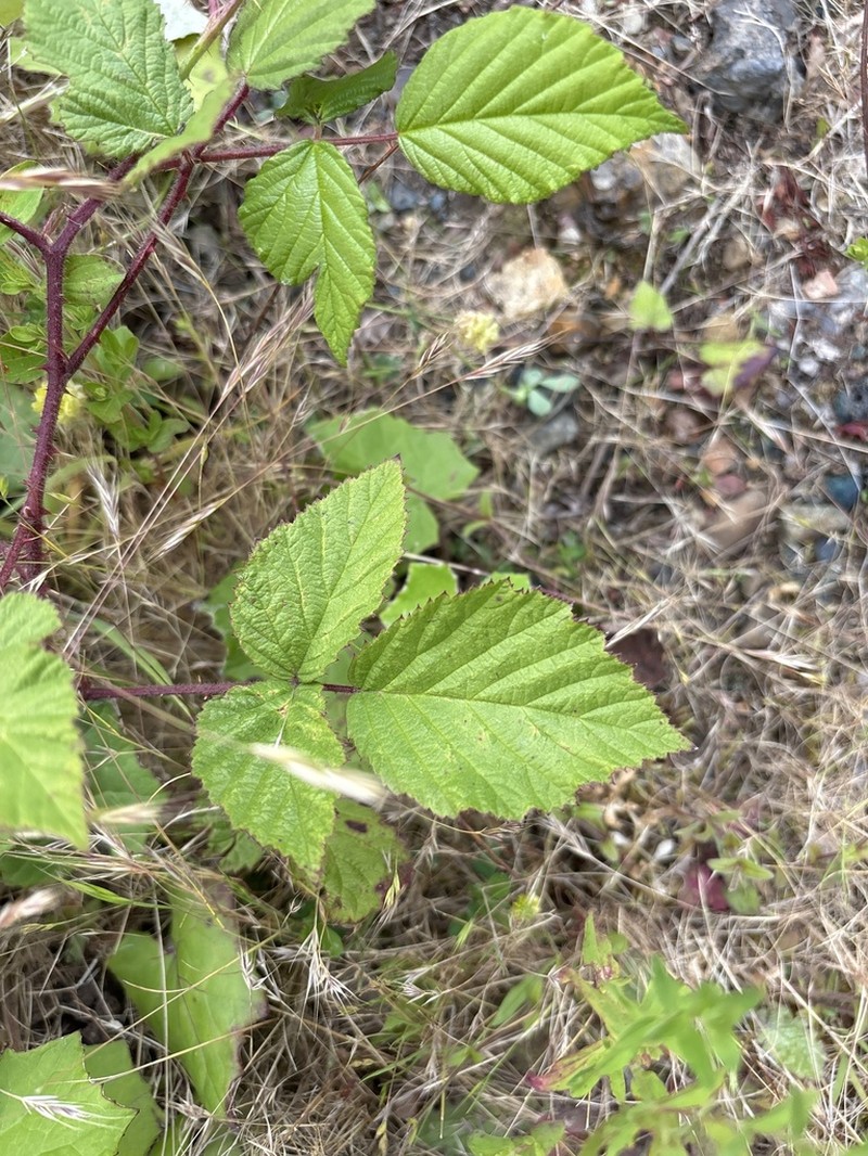 Rubus radula photo 8