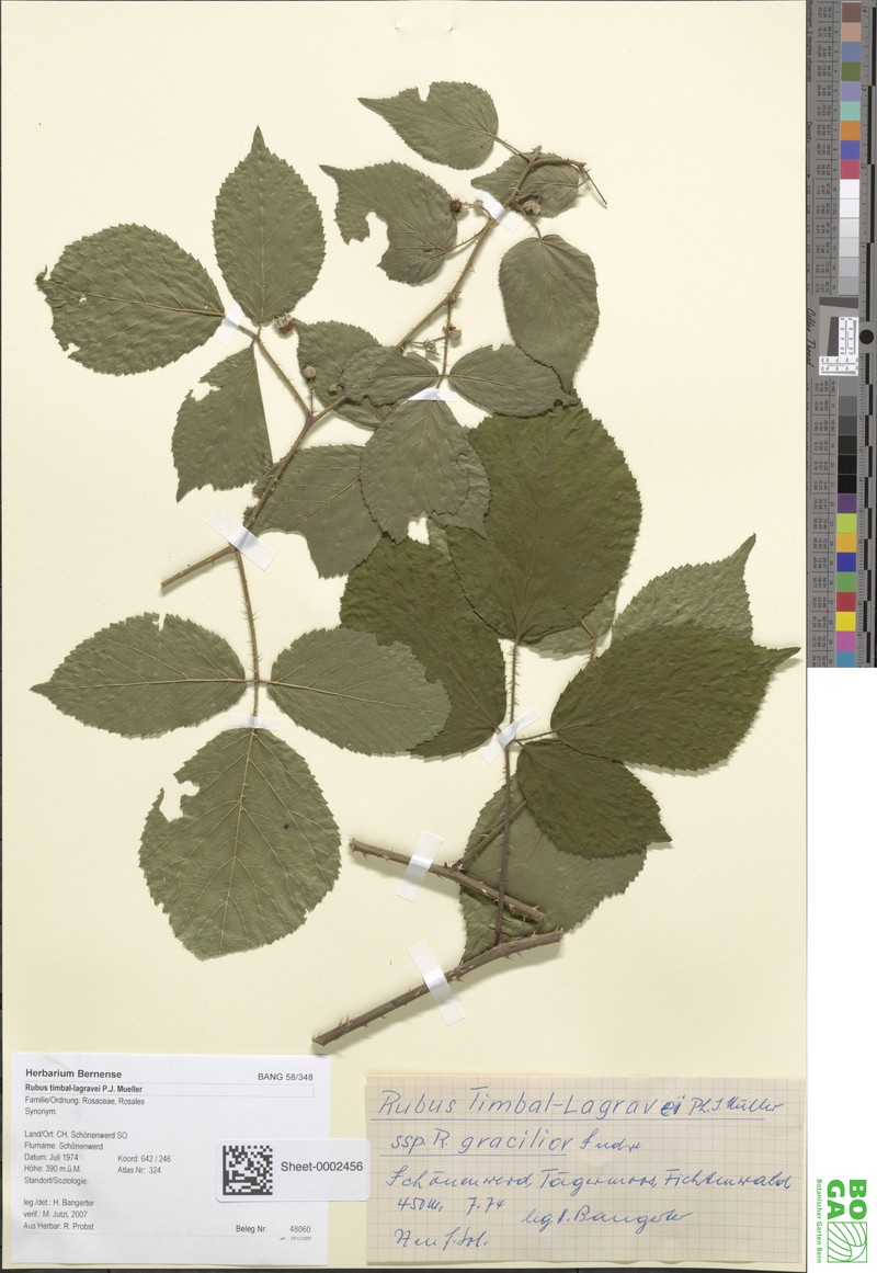 Rubus radulicaulis