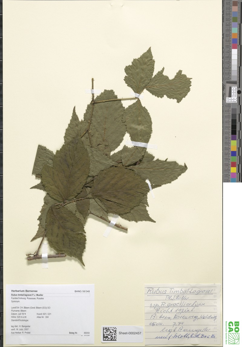 Rubus radulicaulis photo 2