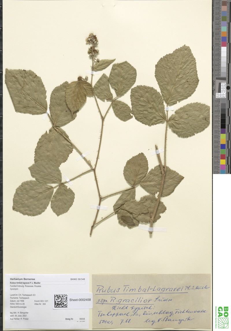 Rubus radulicaulis photo 3