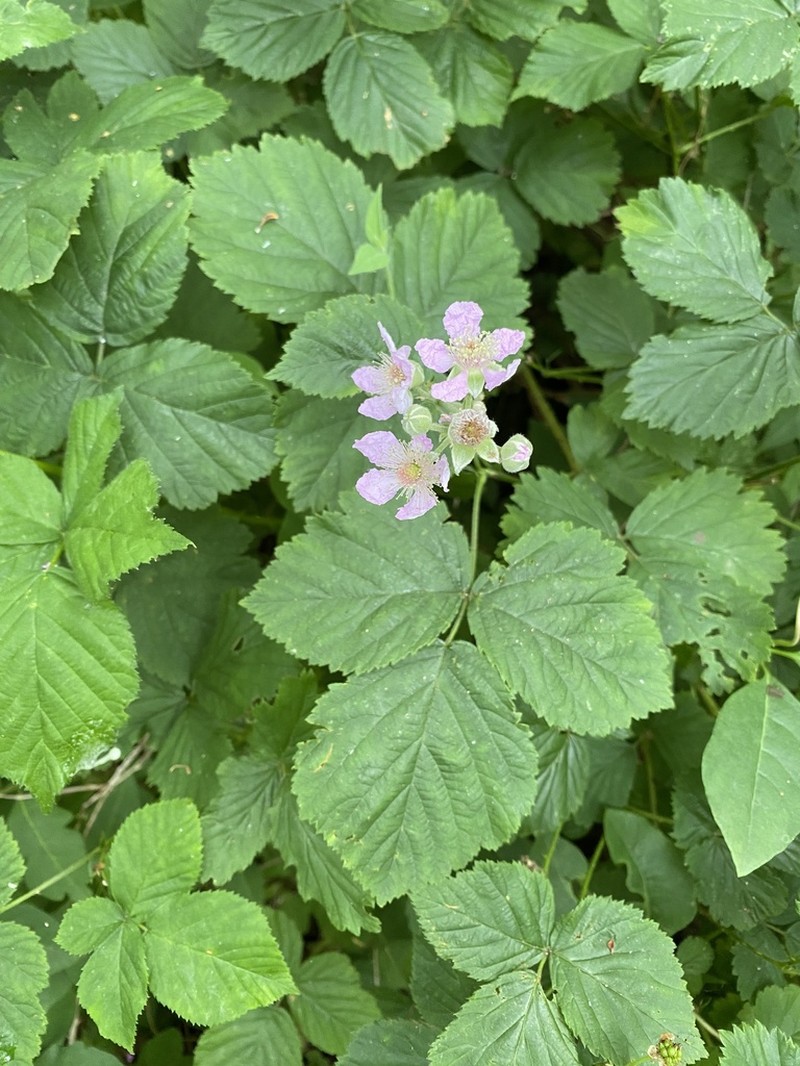 Rubus raduloides