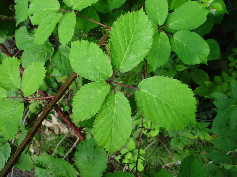 Rubus raduloides photo 2