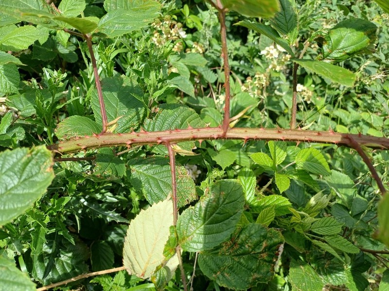 Rubus raduloides photo 3