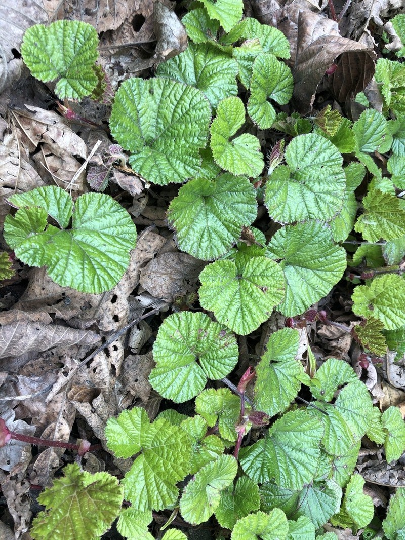 Rubus ramachandrae
