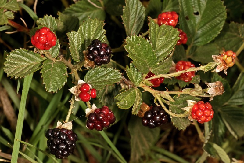 Plymouth Blackberry