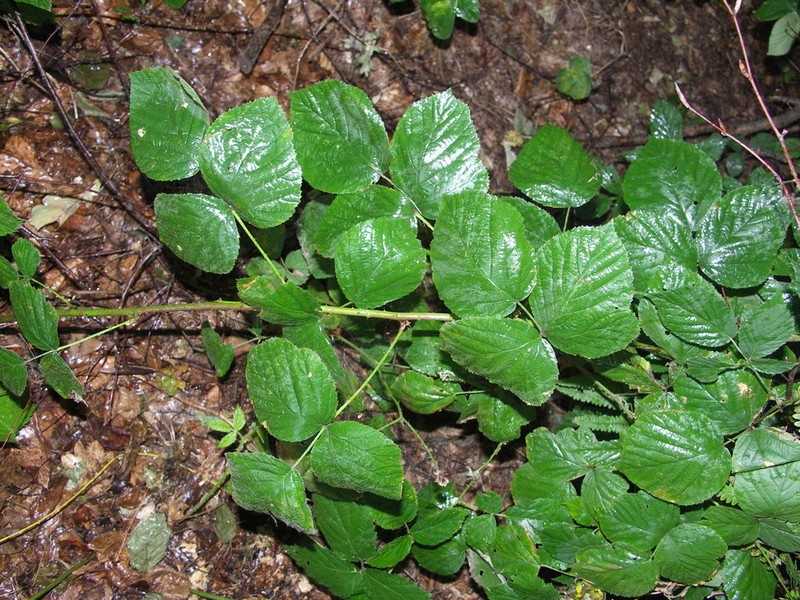 Rubus ranftii