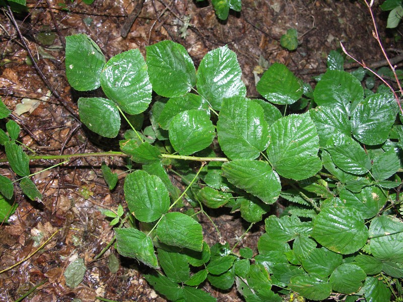 Rubus ranftii photo 2
