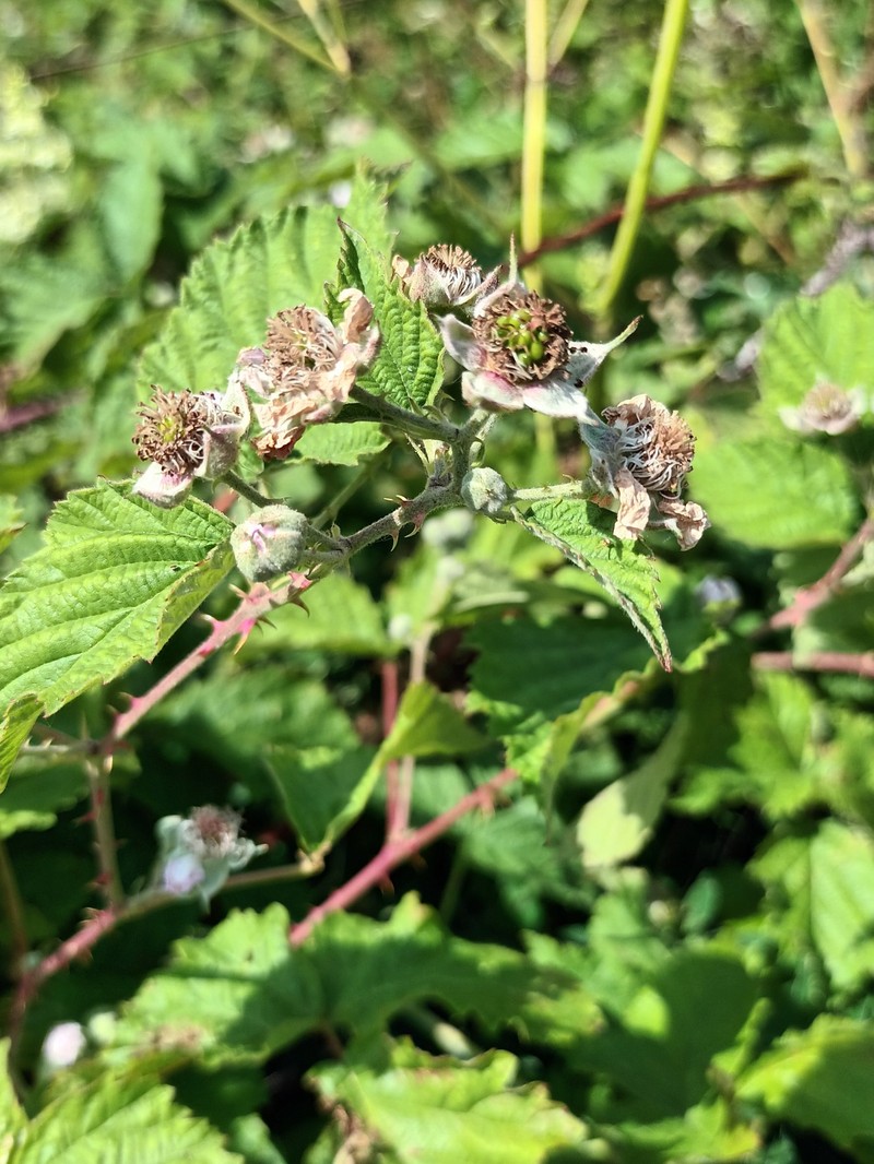 Rubus raunkiaeri