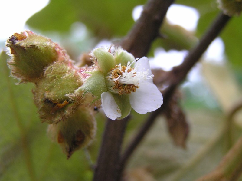 Rubus reflexus
