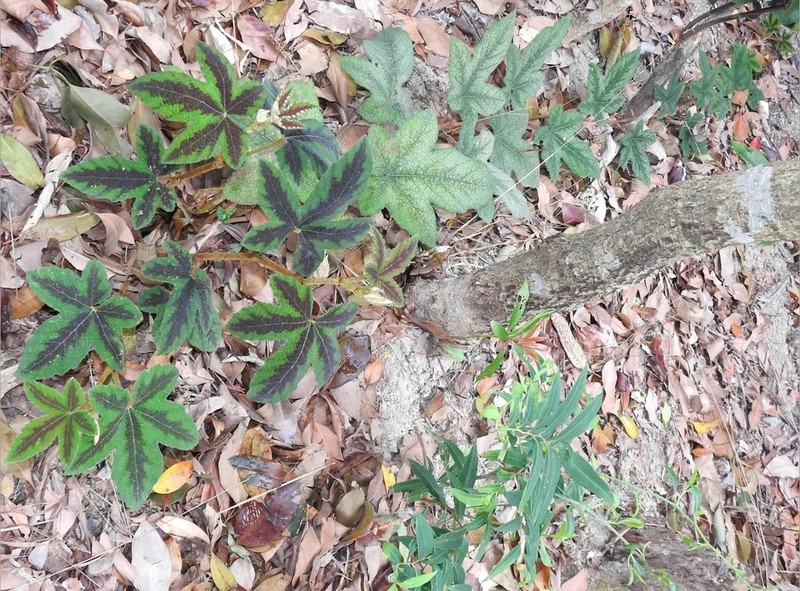 Rubus reflexus photo 2