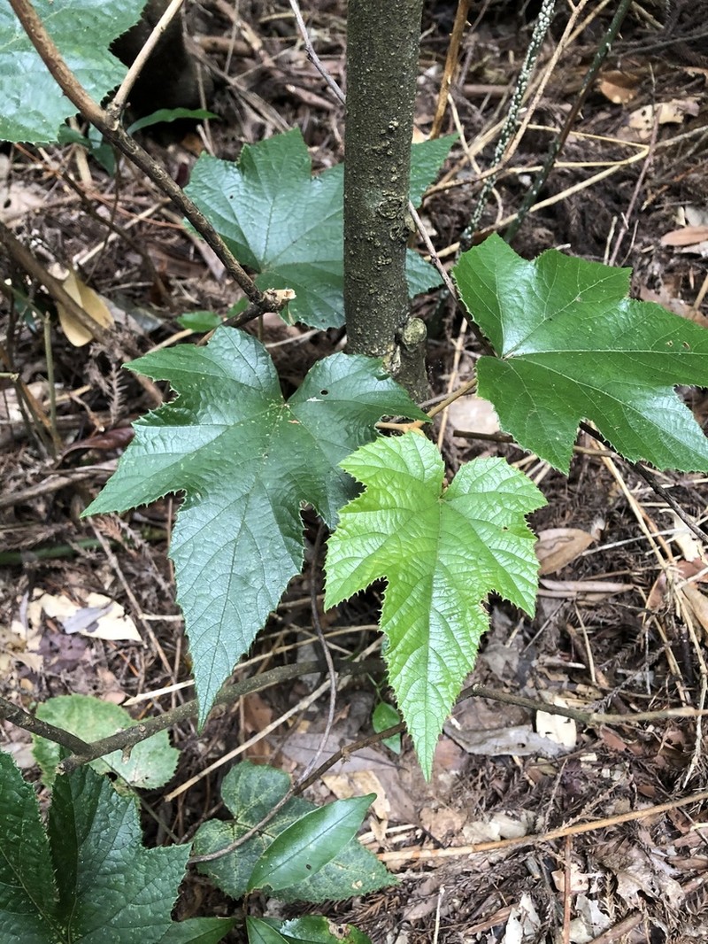 Rubus reflexus photo 3