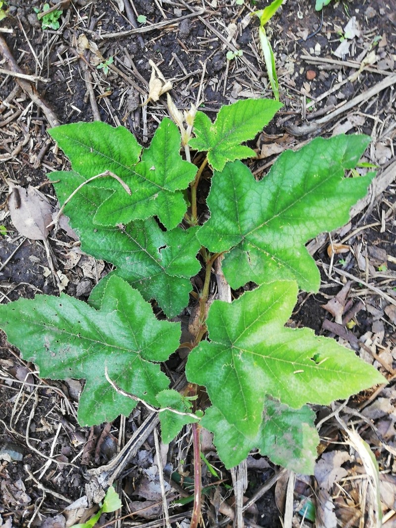 Rubus reflexus photo 5