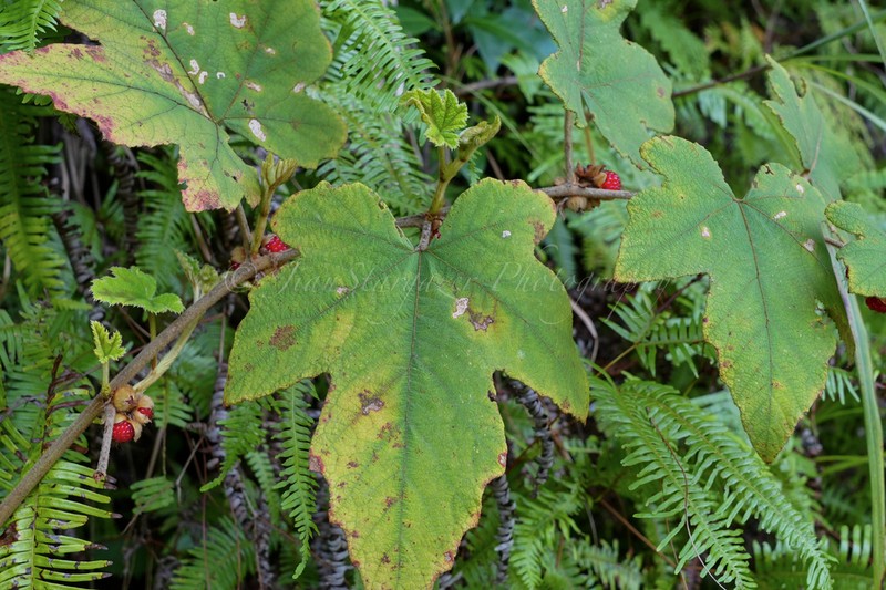 Rubus reflexus photo 6